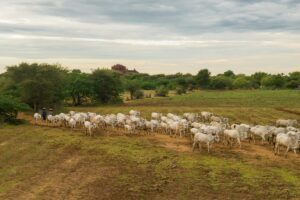 Confinamento avança e amplia eficiência da produção de carne bovina