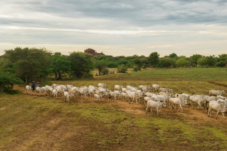 Confinamento avança e amplia eficiência da produção de carne bovina