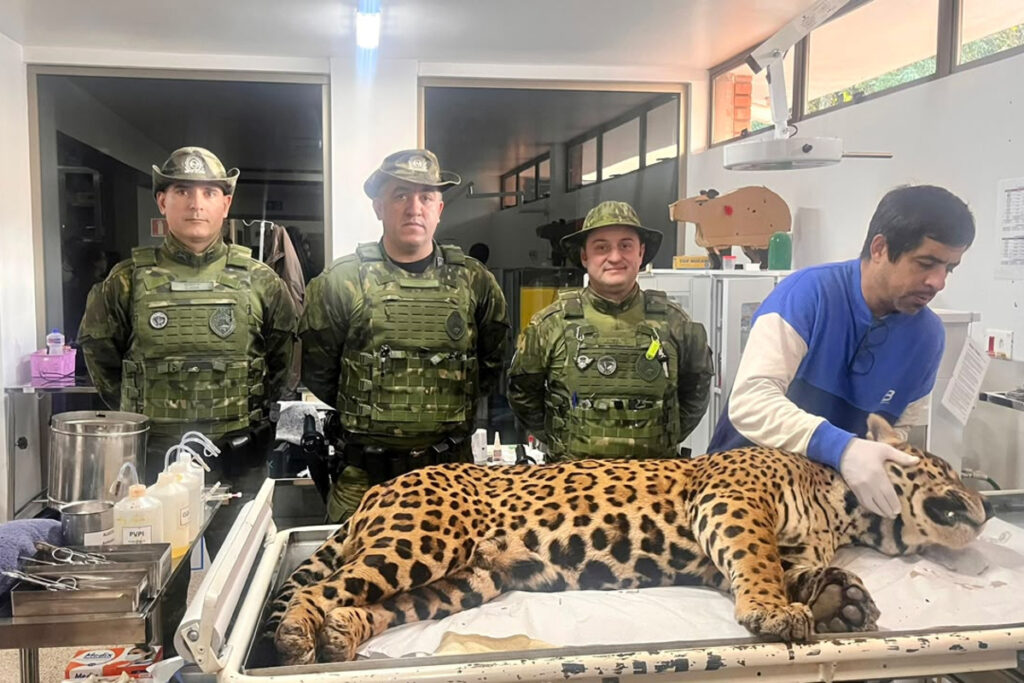 Polícia Militar resgata onça-pintada em área residencial