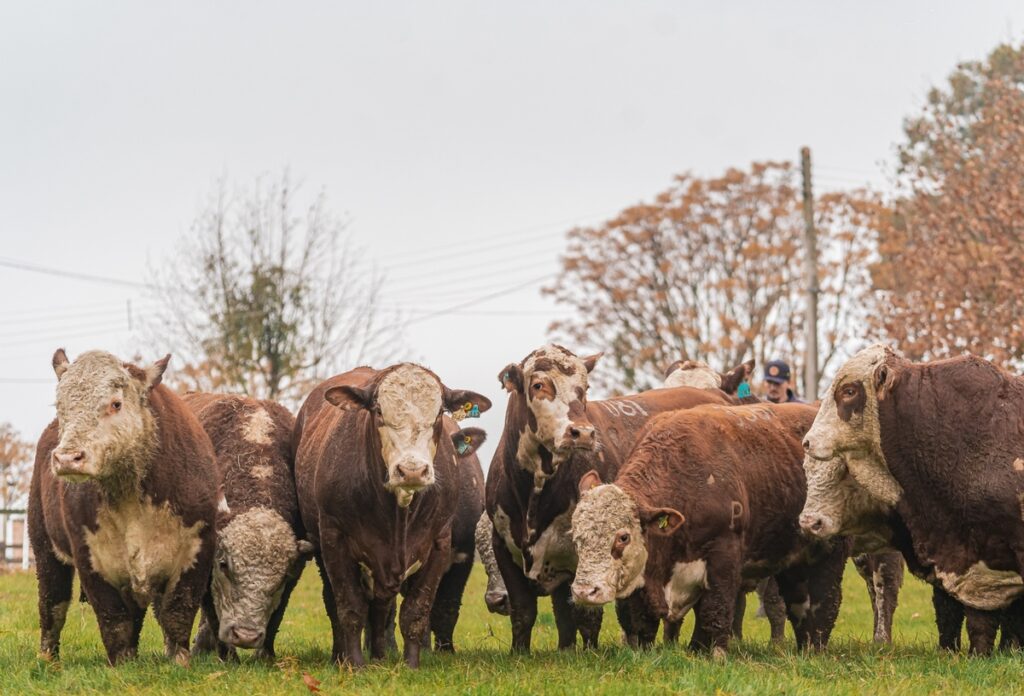 Dia de campo apresenta eficiência das raças Hereford e Braford