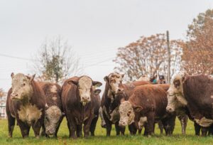 Dia de campo apresenta eficiência das raças Hereford e Braford