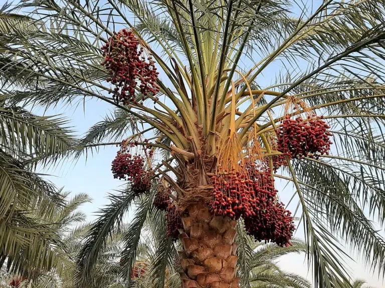 Brasil pode se tornar exportador de fruta típica do Oriente Médio