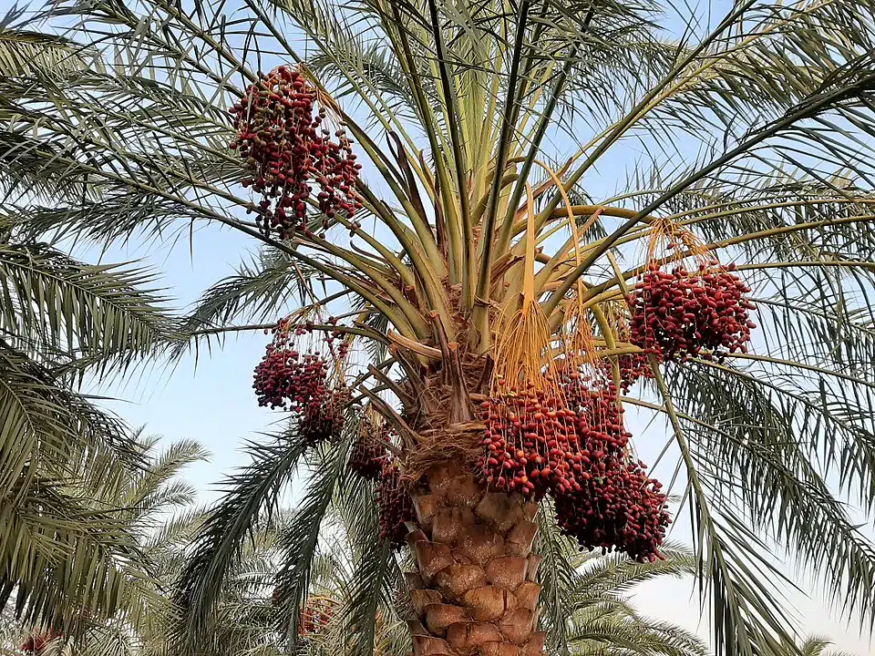 Brasil pode se tornar exportador de fruta típica do Oriente Médio