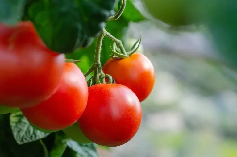 Concurso Nacional Escolhe o Melhor Tomate do Brasil em 2027