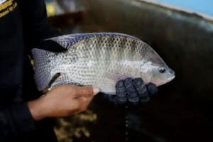 Filé fresco de tilápia brasileiro escapa de sobretaxa de 25%
