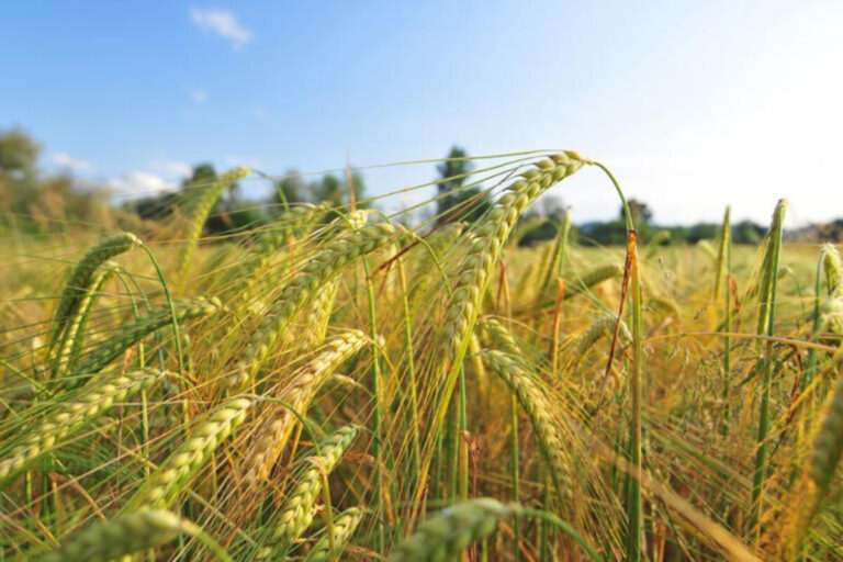 Chuva alcança 128.933 hectares de cevada no Paraná; granizo exige vistorias