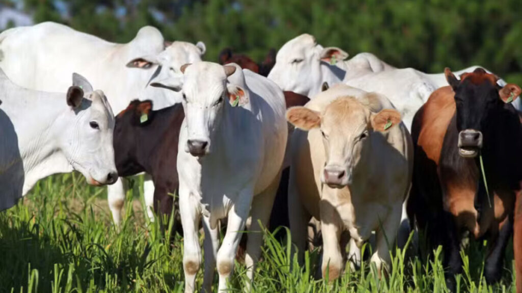 Dia Nacional da Pecuária: A força que brota do agro
