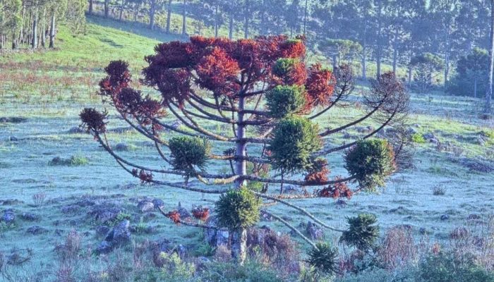 Araucária com folhas em tom de verde e vermelho, em um campo coberto de gelo. Foto de São Joaquim.