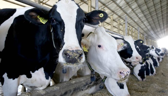 Foto: Jaelson Lucas / Arquivo AEN