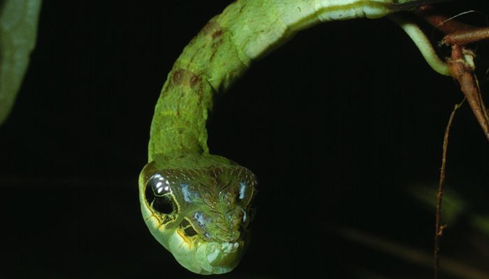 Fotos: Daniel Janzen e mssjordan (iNaturalist)