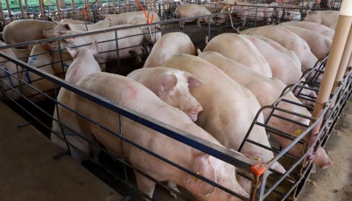 Granja de suínos Dinei Stuani. Toledo 06-2021. Foto: Ari Dias/AEN