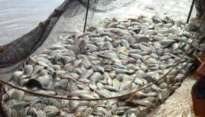 Imagem: Feagro/PeixeBR